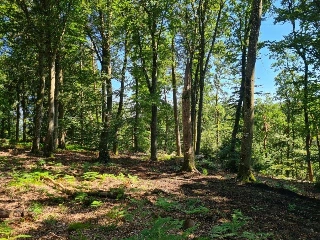 Farmland for sale Septfontaines (RBS44929)