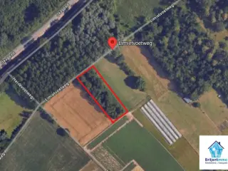 Wood for sale Weerde (RBT69900)