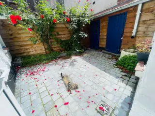 Residence for sale Brugge (RBU36798)