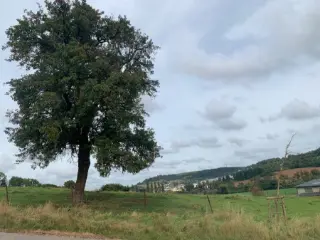 Land for sale Abweiler (RBU47617)