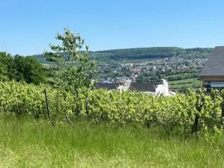 Terrain à vendre Schengen (RBU47726)