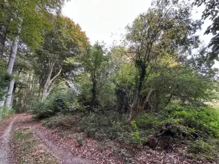 Landbouwgrond te koop Kessel (RBU51482)