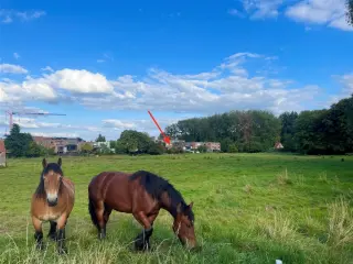 Maison à vendre Kortenberg (RBU52311)