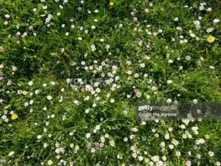 Landbouwgrond te koop Sandweiler (RBU56851)