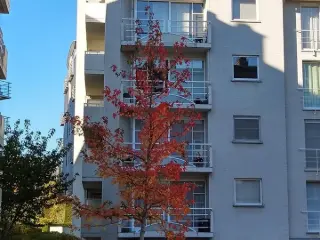 Duplex à louer Kessel-Lo (RBU58542)