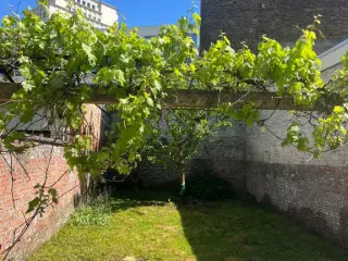 Gelijkvloers te huur Antwerpen (RWC39668)