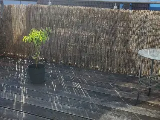 Penthouse te koop Antwerpen (RWC39841)