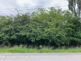 Terrain à vendre Bois-d'Haine (VBB33773)