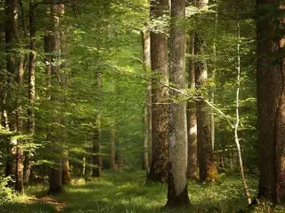 Grond te koop Farciennes (VBC10080)