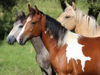 Handelspand te koop Aywaille (VBC32591)