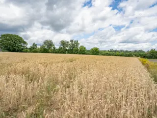 Bouwgrond te koop Attert (VBD09637)