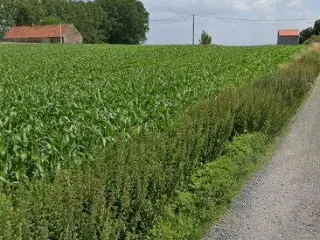 Terrain agricole à vendre Naast (VBD22116)