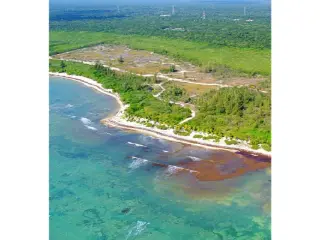 Terrain à vendre Alfredo V. Bonfil (VBD31936)