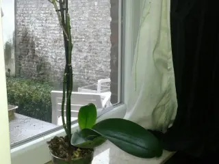 Appartement en colocation Ixelles (VBD32287)