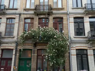 Appartement à louer Borgerhout (VBD36049)