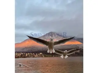 Duplex te koop Veyrier-du-Lac (VBD42111)