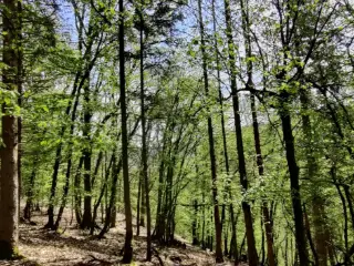Terrain agricole à vendre La Roche-en-Ardenne (VWD04500)